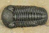 Detailed Phacopid (Morocops) Trilobite - Foum Zguid, Morocco #363148-1